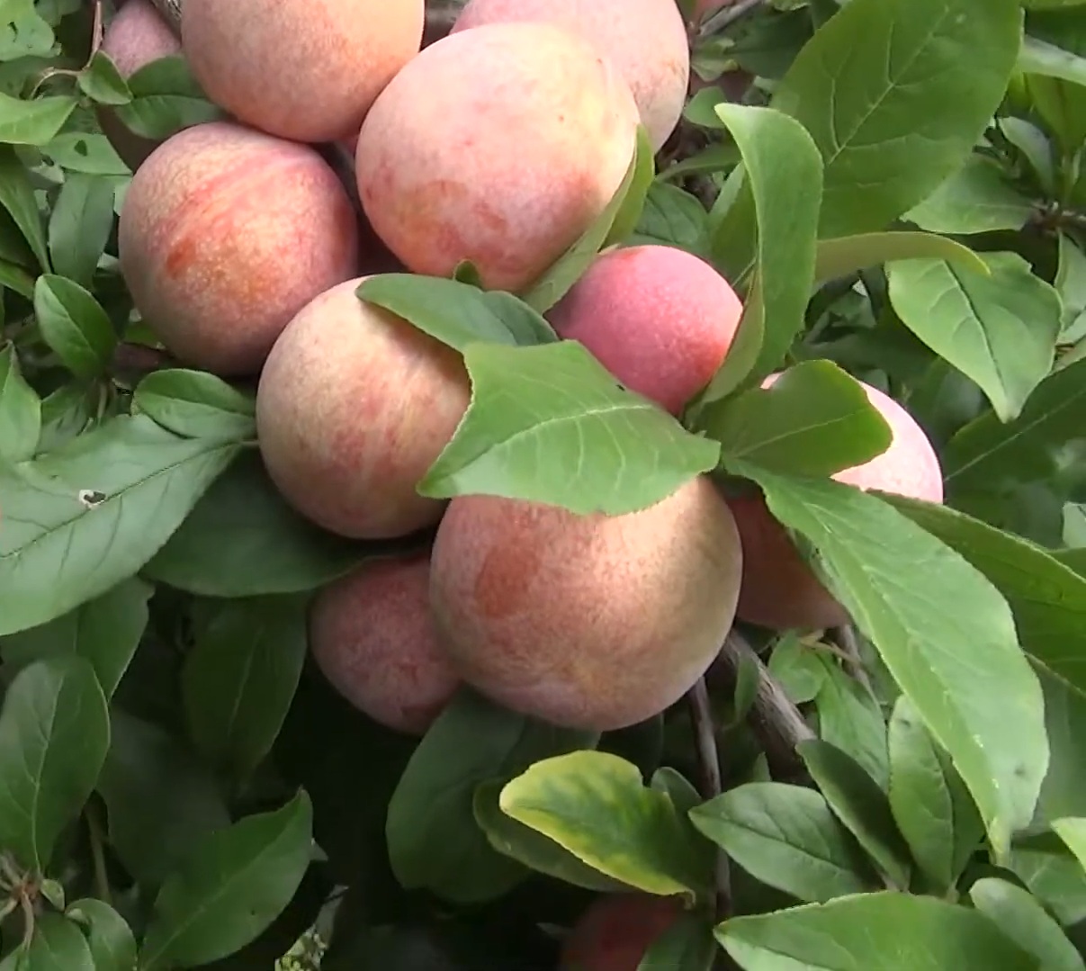 Купити Гібрид сливи "Флавор супреме"