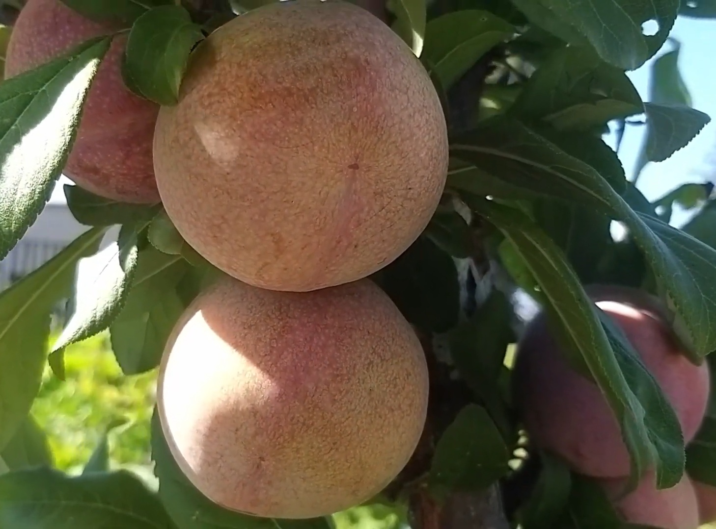 Купить Гибрид сливы "Флавор супреме"