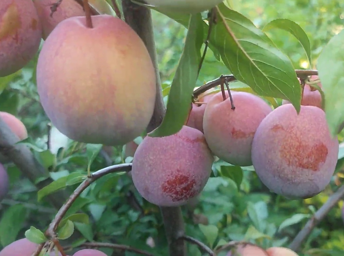 Купить саженцы гибридов слив