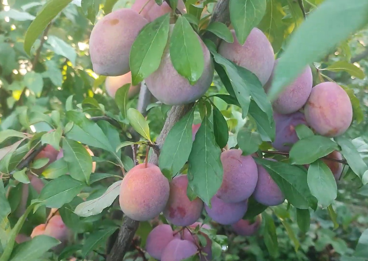 Купити саджанець гібрида сливи Флевор Гренаде