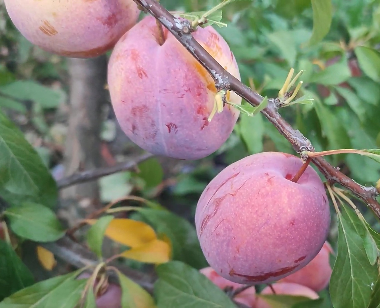Купить саженец гибрида сливы Флeвор Гренаде