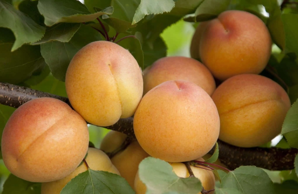 Гібрид абрикоса "Флейвор Дельт"