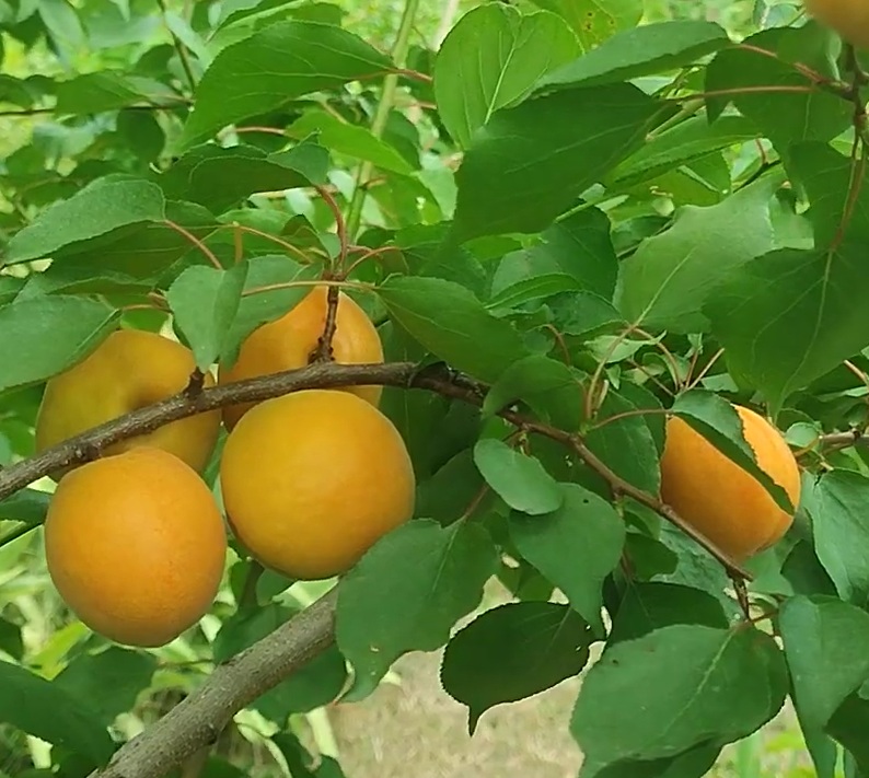 Гібрид абрикоса "Флейвор Дельт"