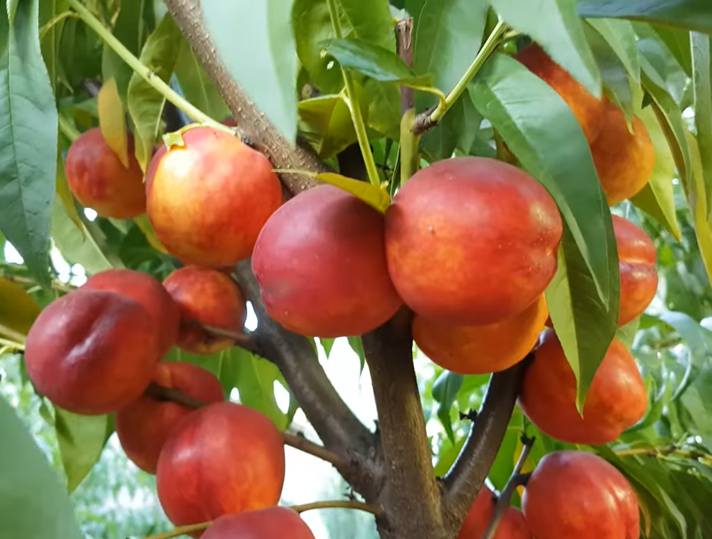 Купити Нектарин "Флейвон"