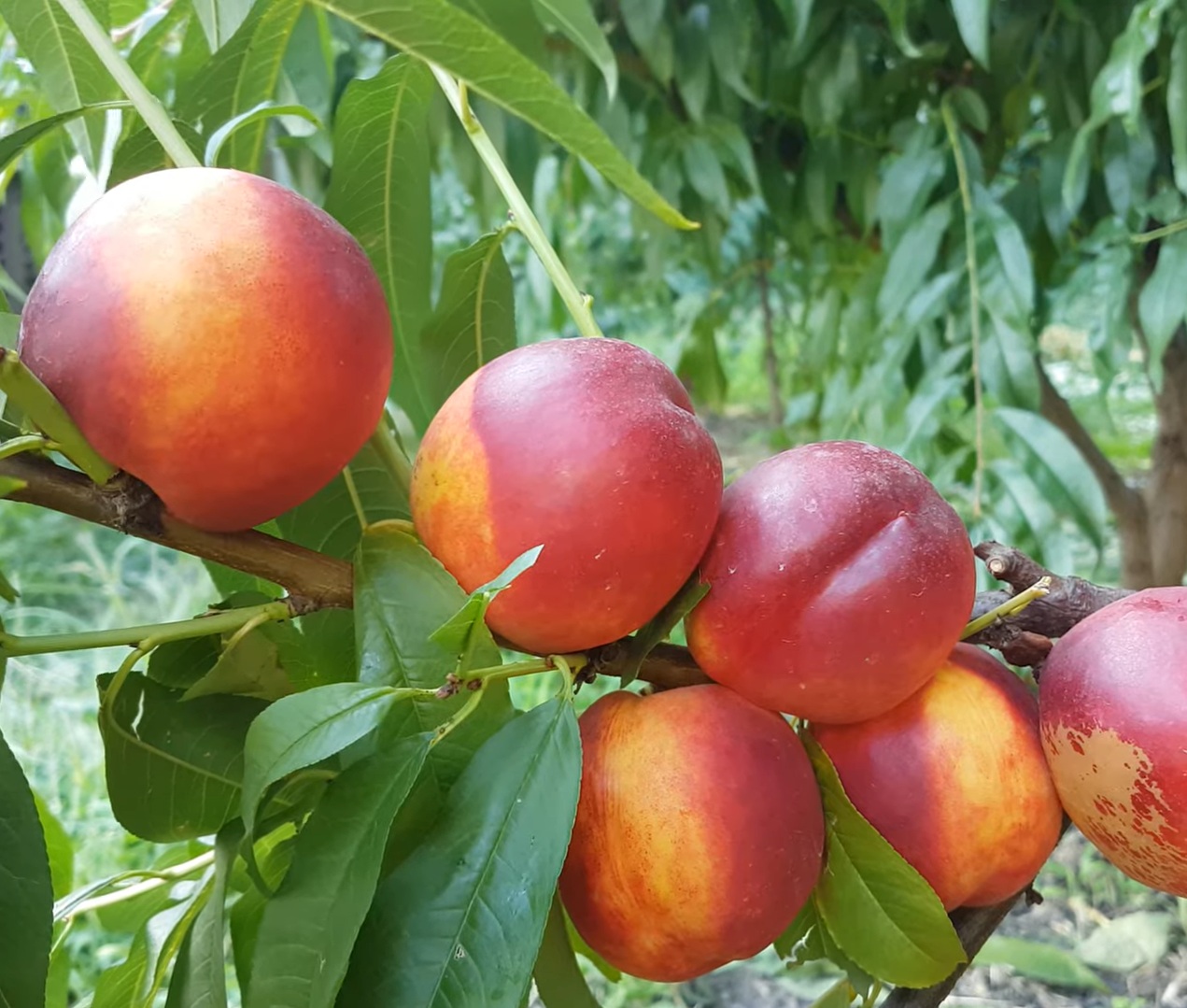 Купити Нектарин "Флейвон"