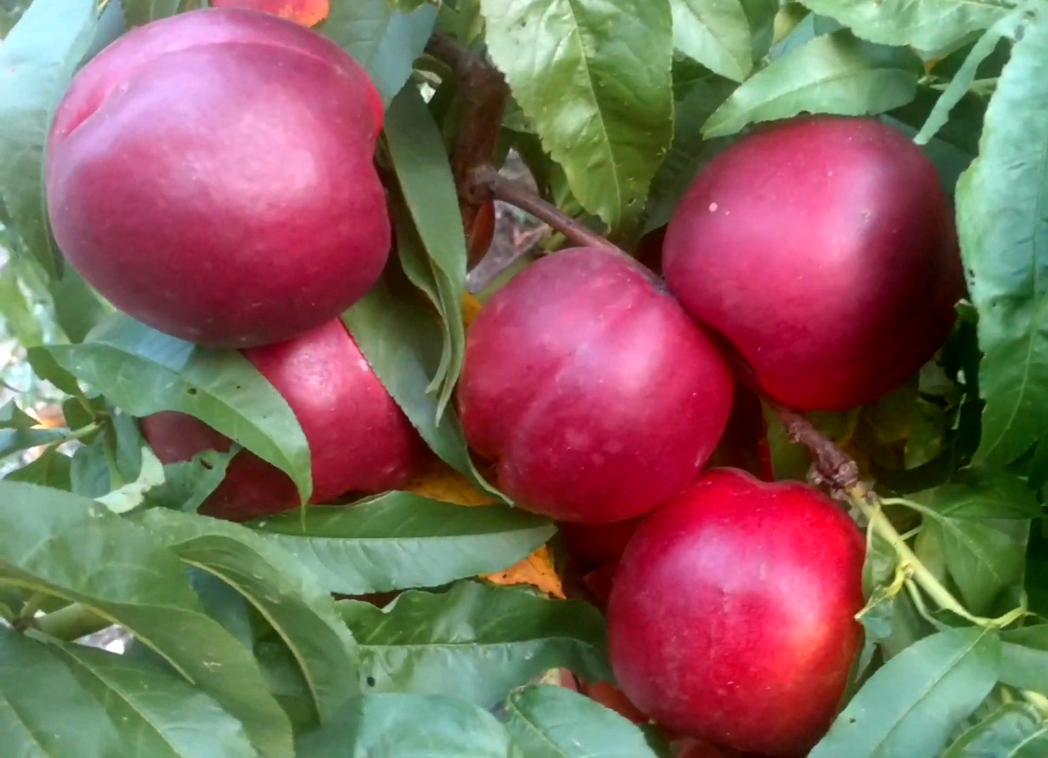 Купити Нектарин "Флейвор топ"