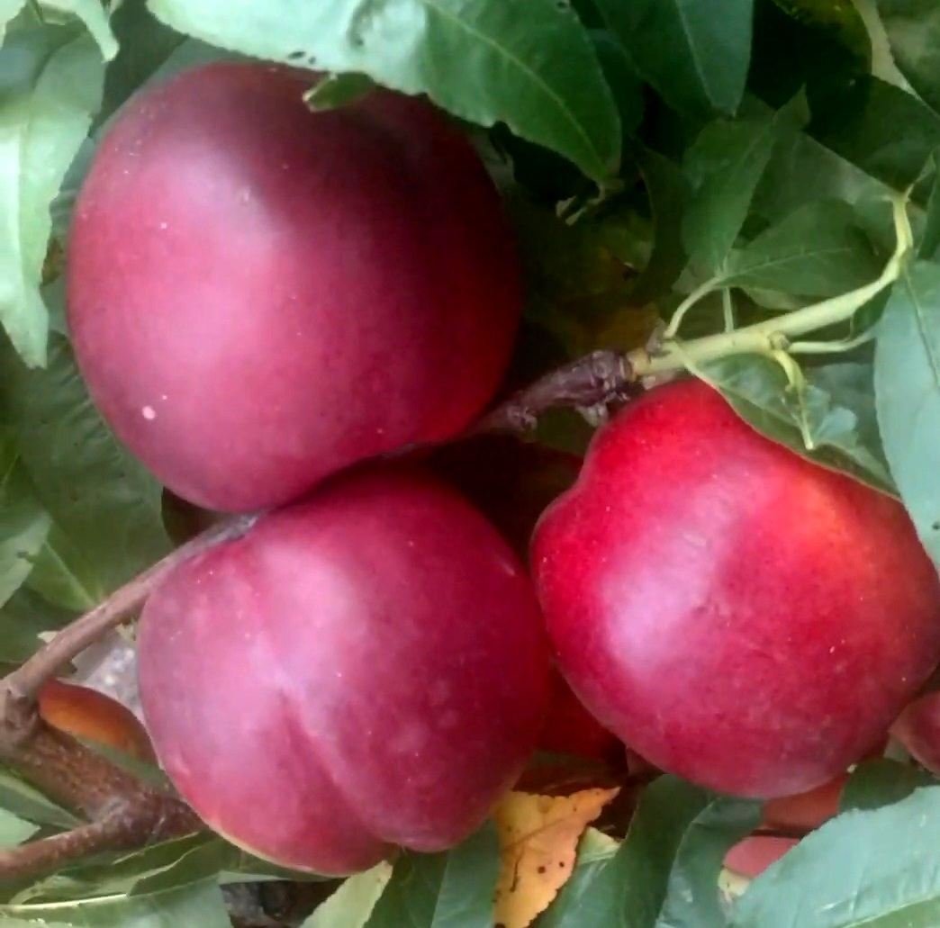 Купити Нектарин "Флейвор топ"