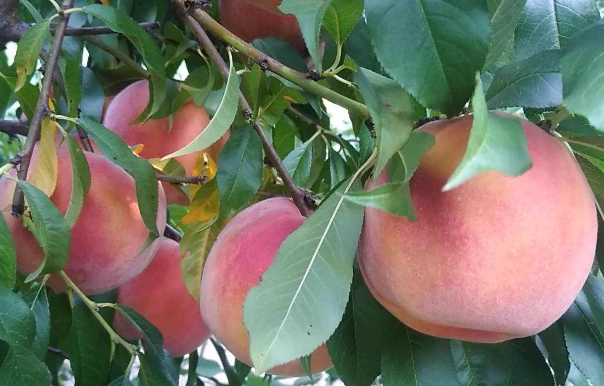 Купить Персик "Флеминг Фьюри PF-23"