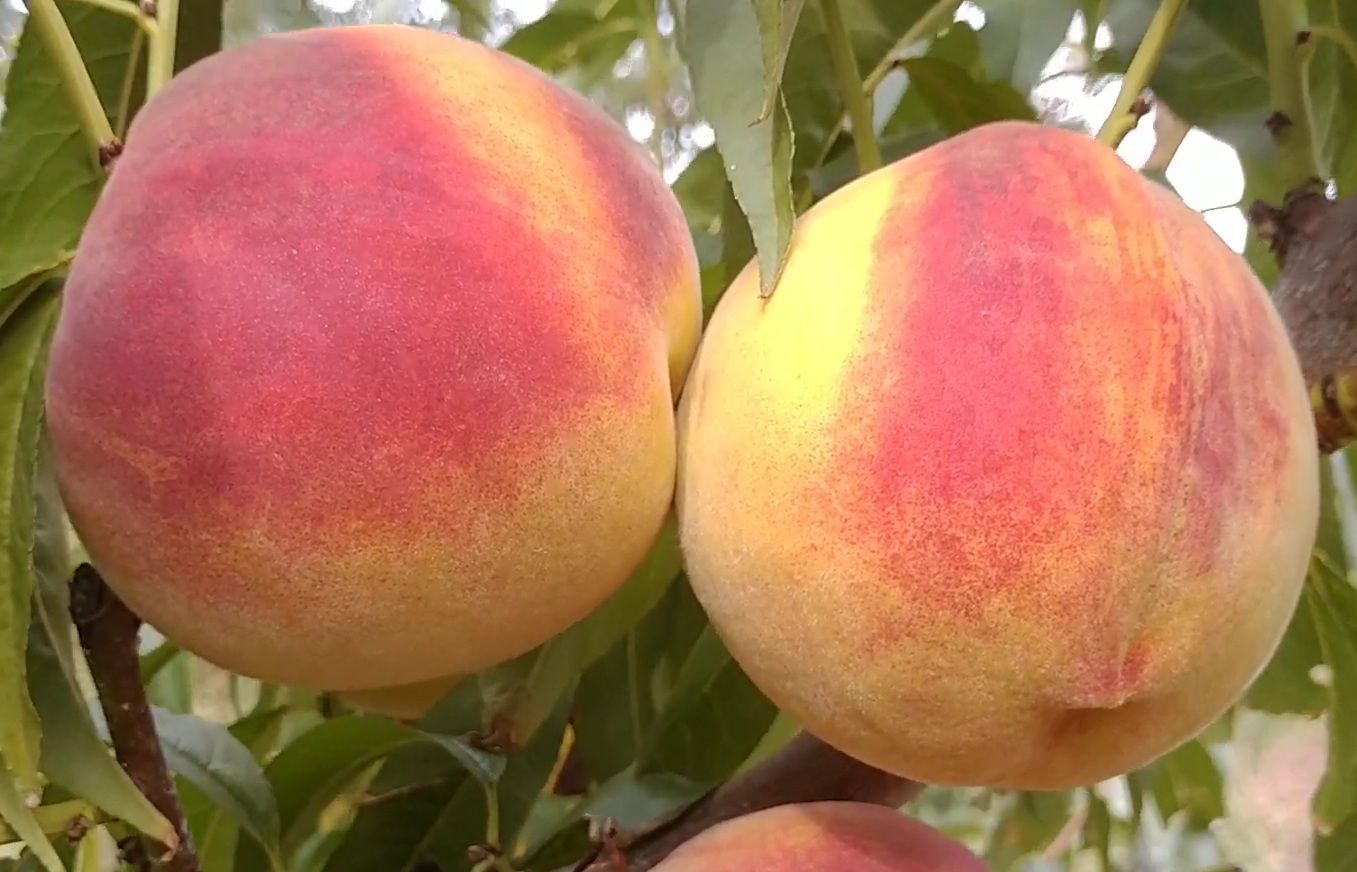 Купить Персик "Флеминг Фьюри PF 24007"