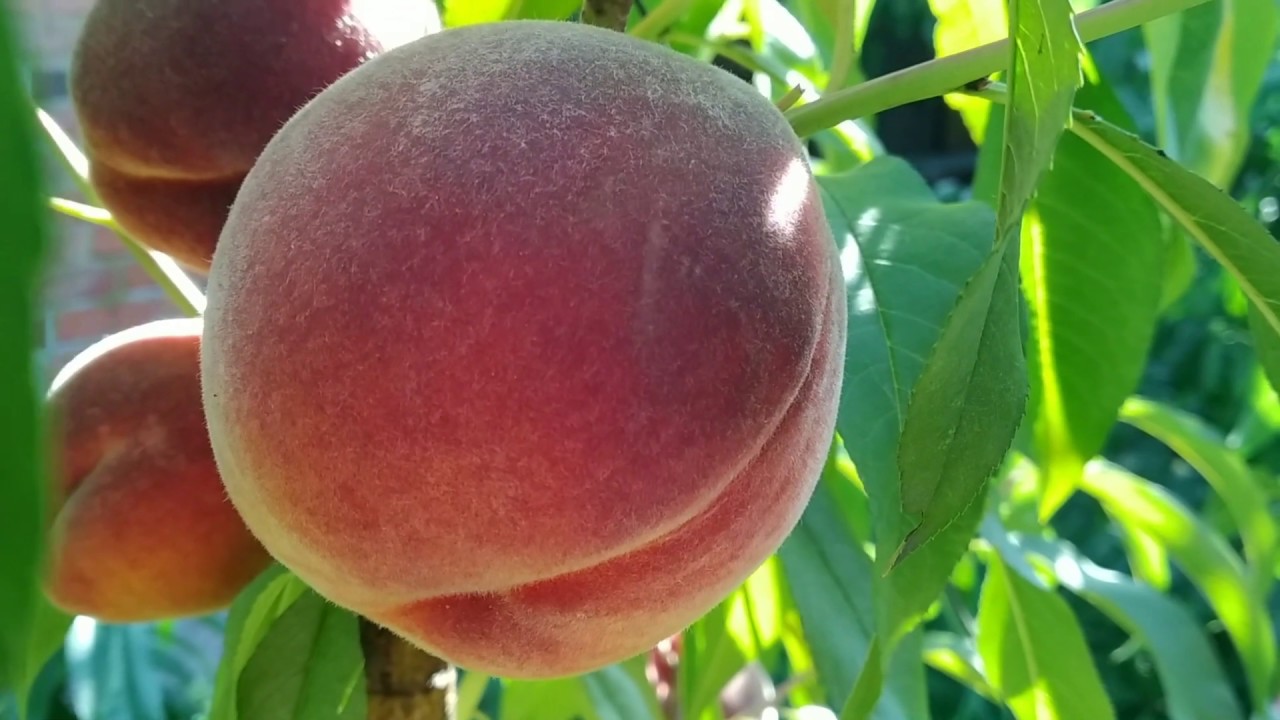 Купить Персик "Флеминг Фьюри"