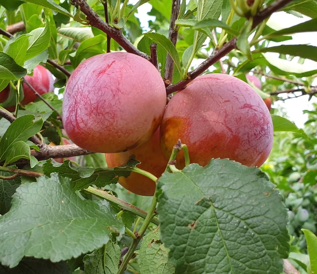 Купити Гібрид Сливи "Формоза"