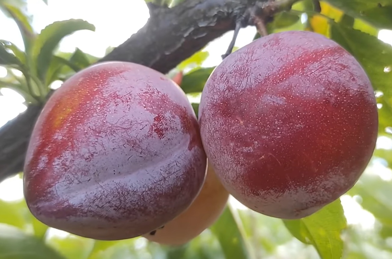 Купить Гибрид Сливы "Формоза"