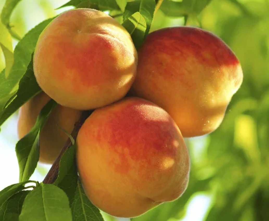 Купити Персик "Фрост"