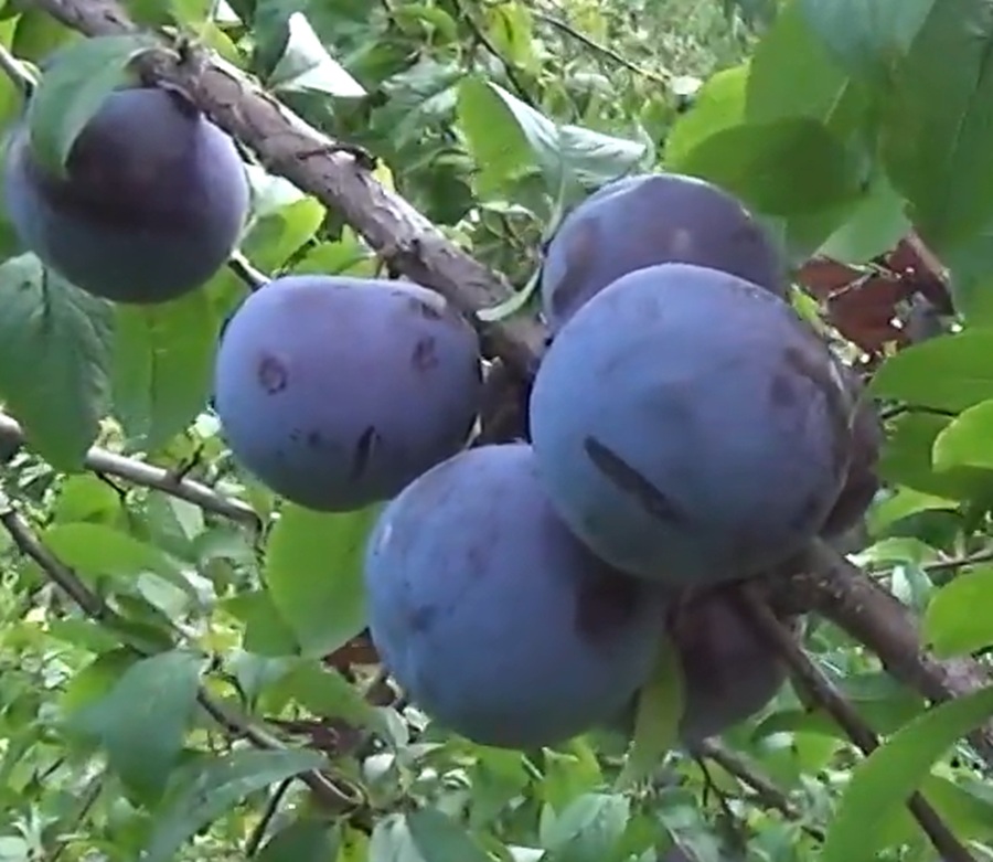 Купити Сливу "Фріар"