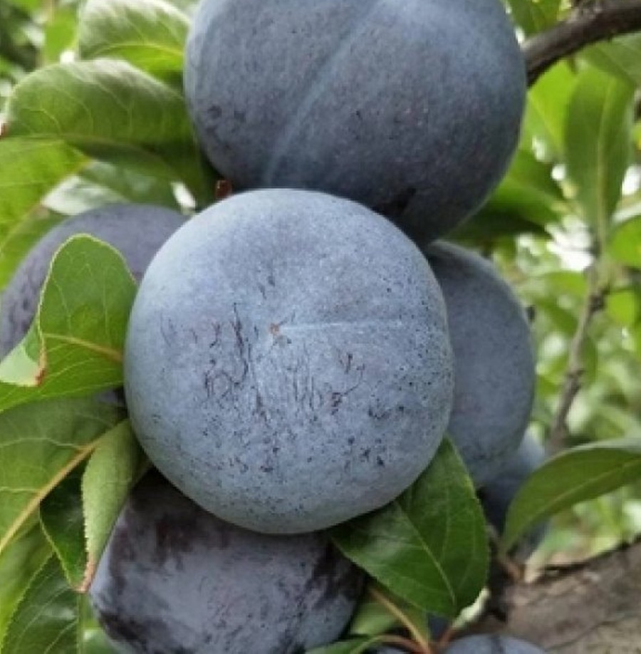 Купити Сливу "Фріар"