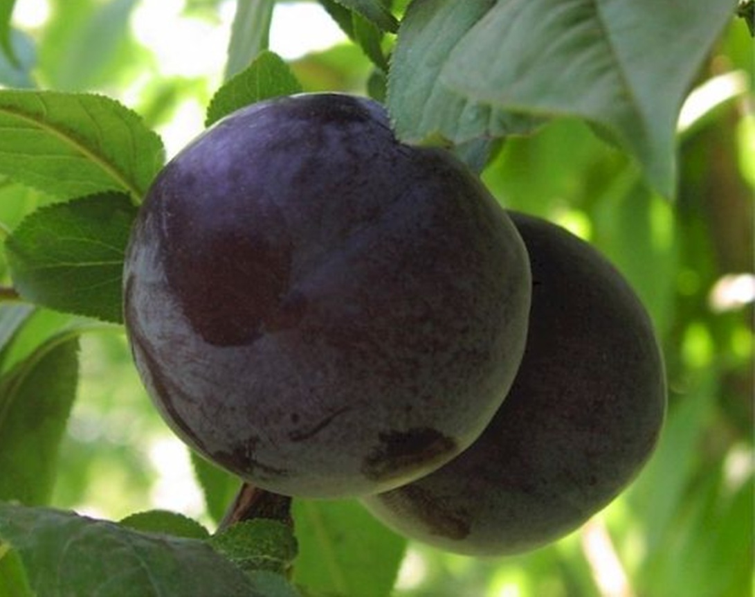 Купить Сливу "Фриар"