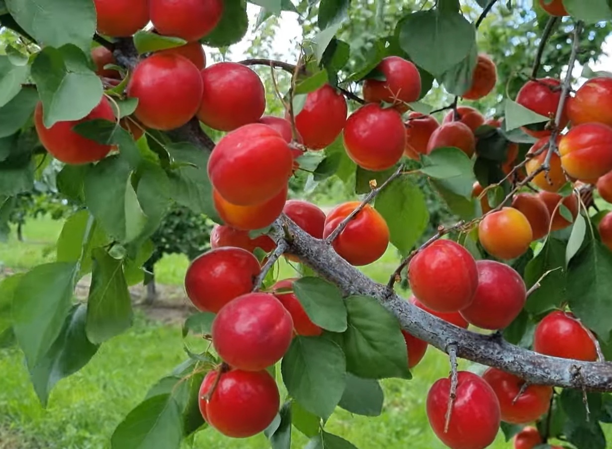 Купити саджанець абрикоса Фуего