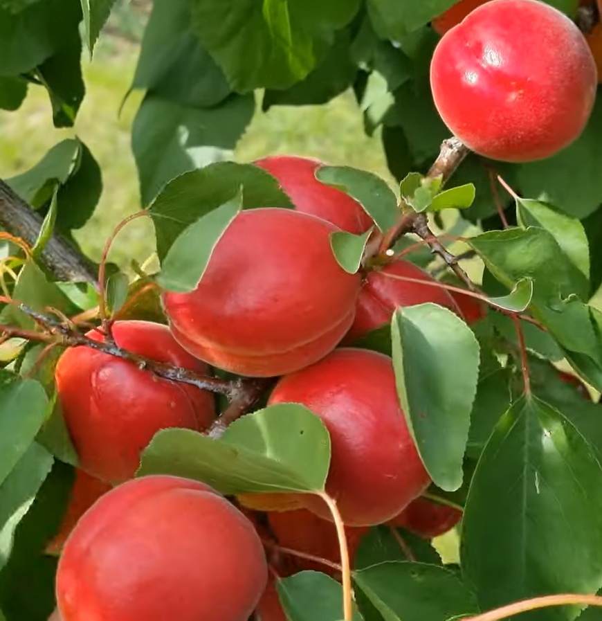 Купити саджанець абрикоса Фуего