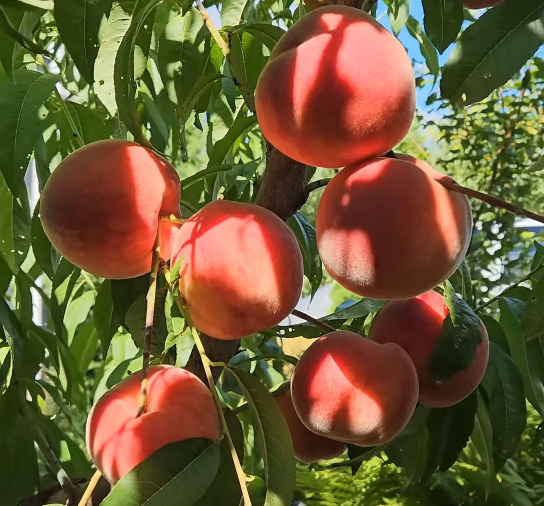 Купить Персик "Фиделия"