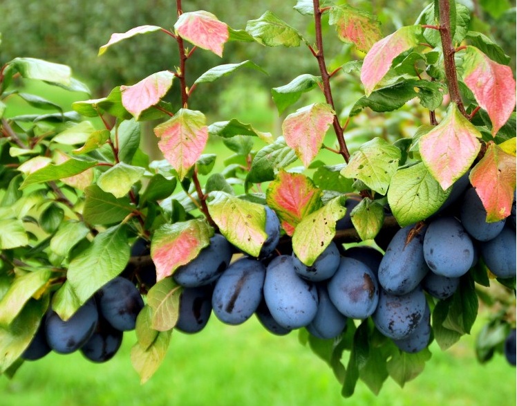 Купити саджанці сливи Фіделія