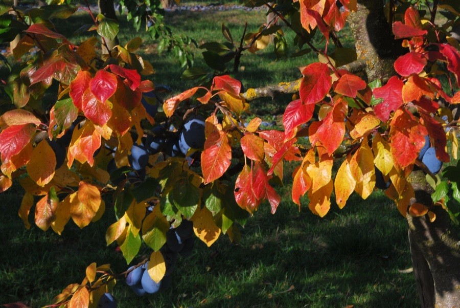 Купити саджанці сливи Фіделія