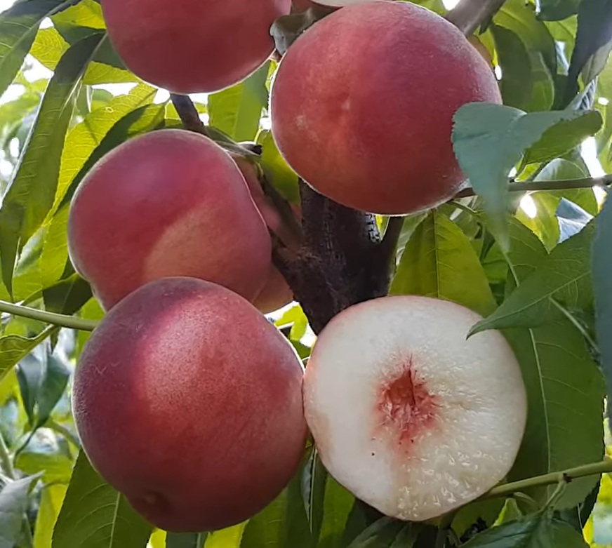 Купить Персик "Фиделия"