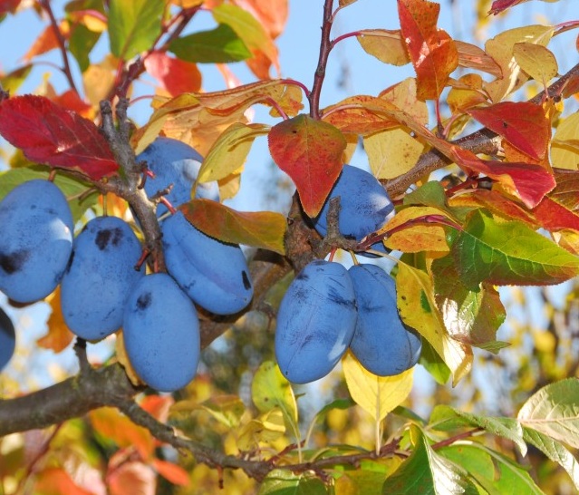 Купити саджанці сливи Фіделія