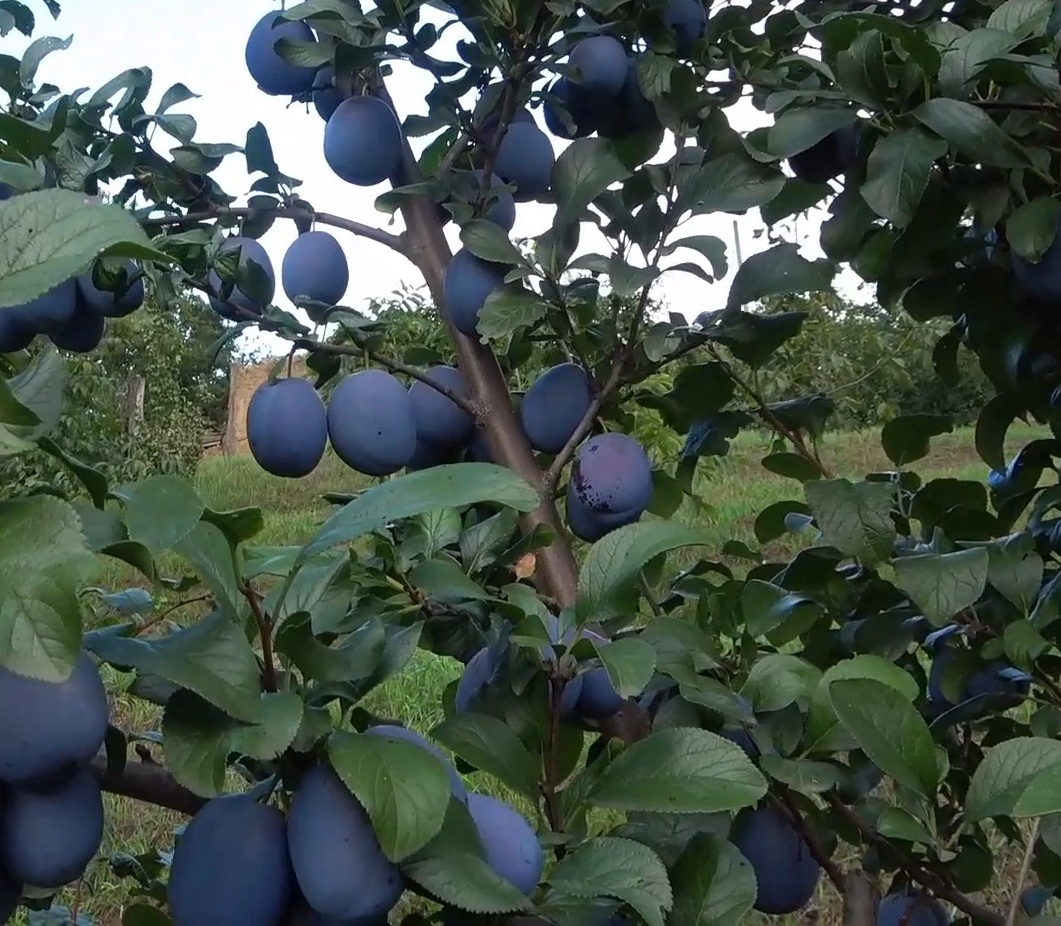 Купить Сливу "Хаганта"