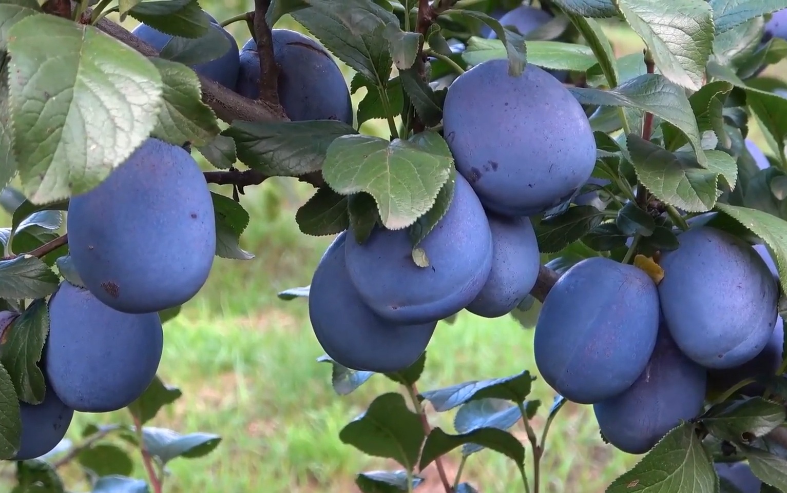 Купить Сливу "Хаганта"