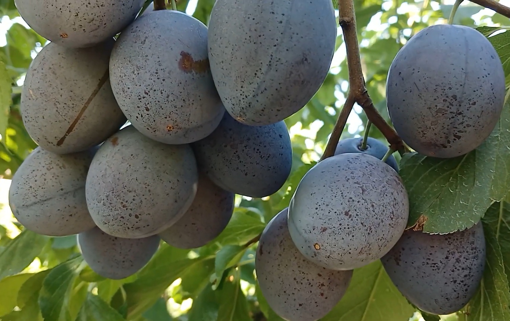 Слива "Ханіта"