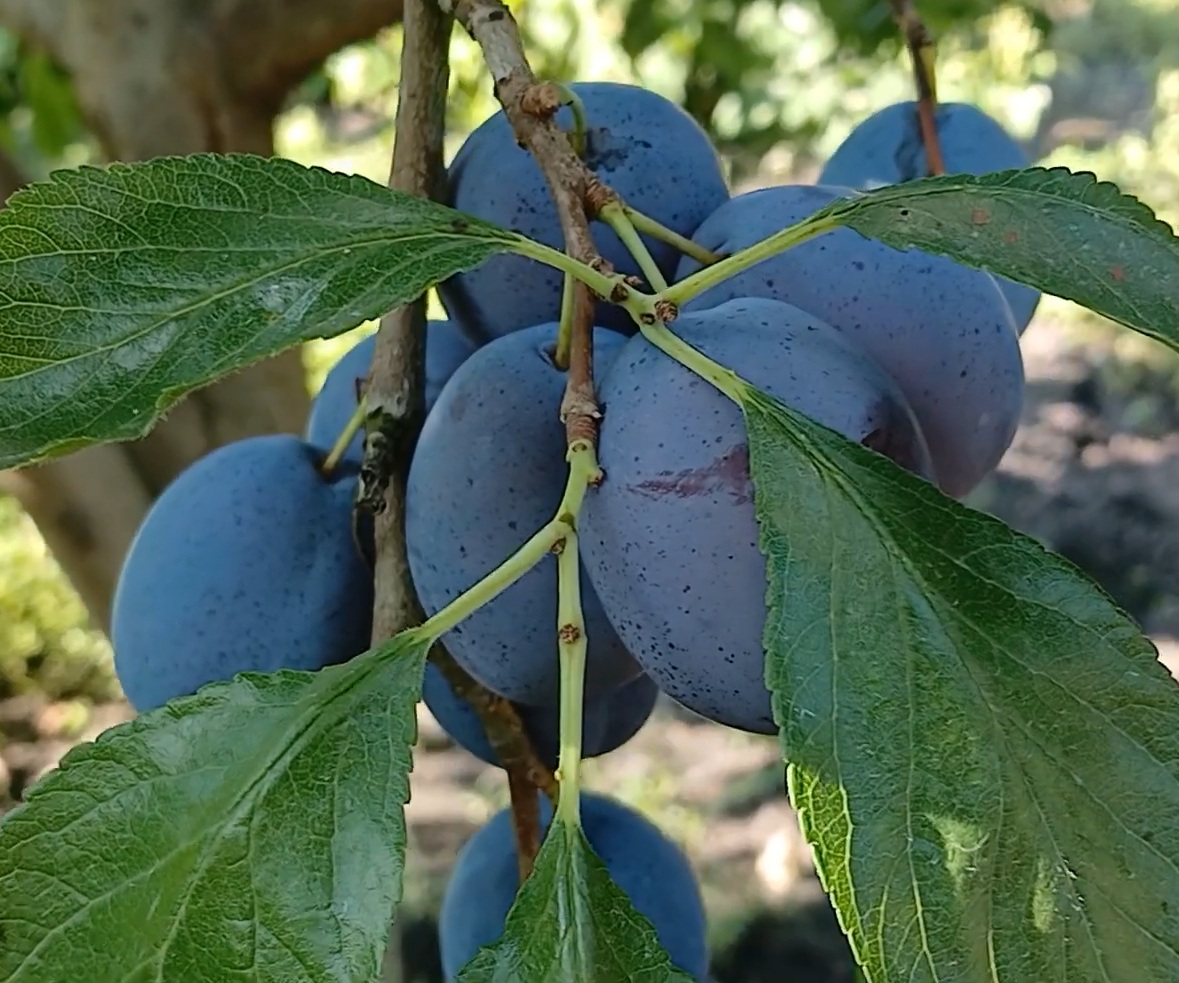 Слива "Ханіта"