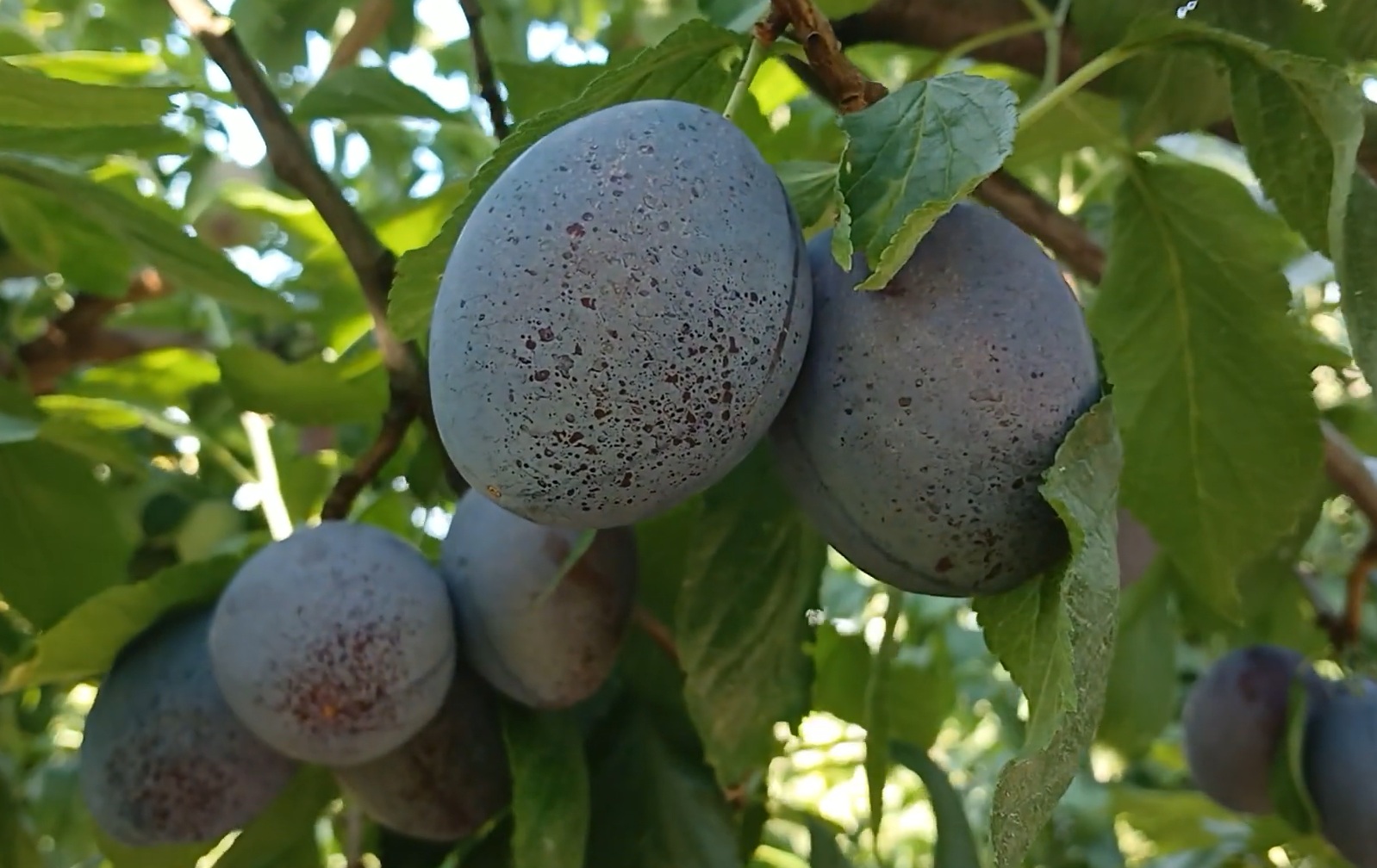 Слива "Ханіта"