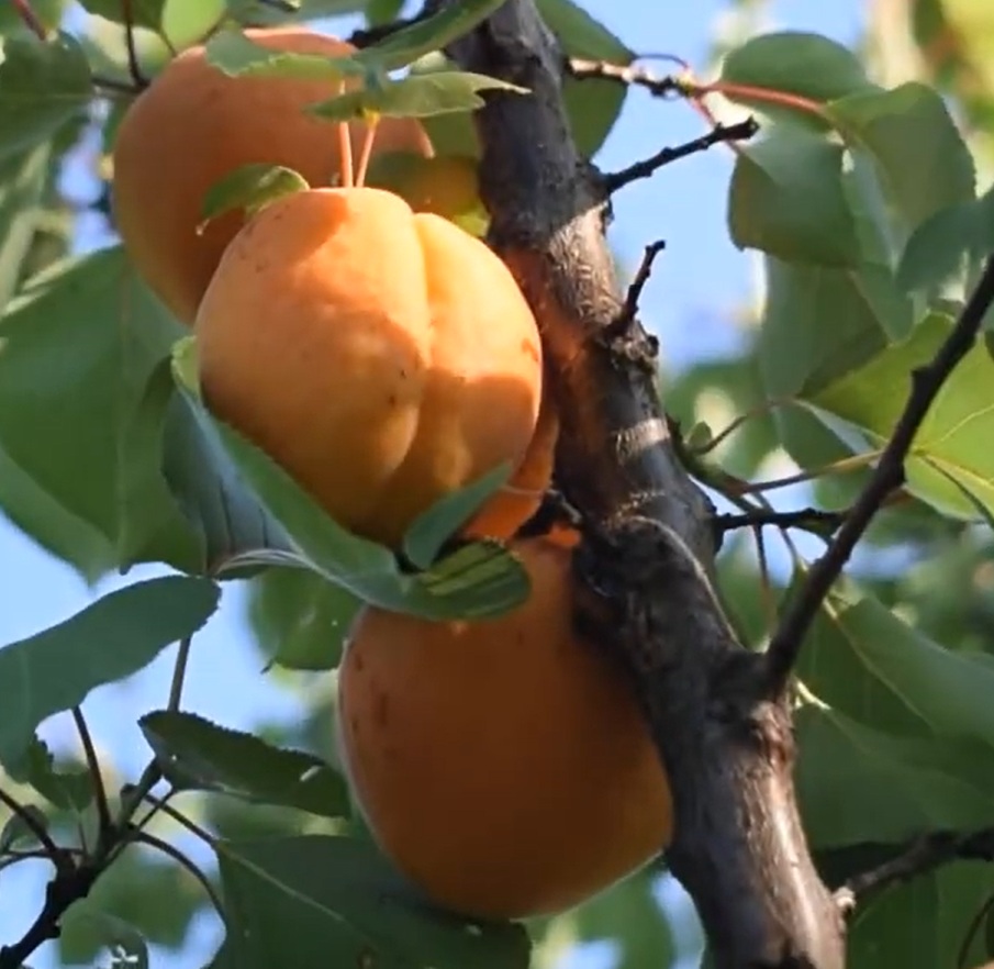 Купити Абрикос "Харгранд"