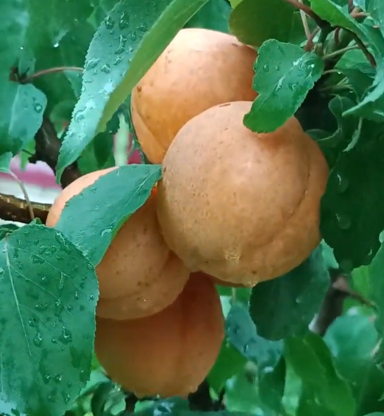 Купити Абрикос "Харгранд"