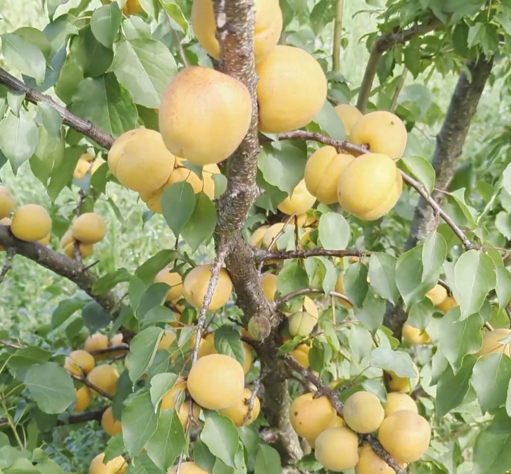 Купити Абрикос "Харгранд"