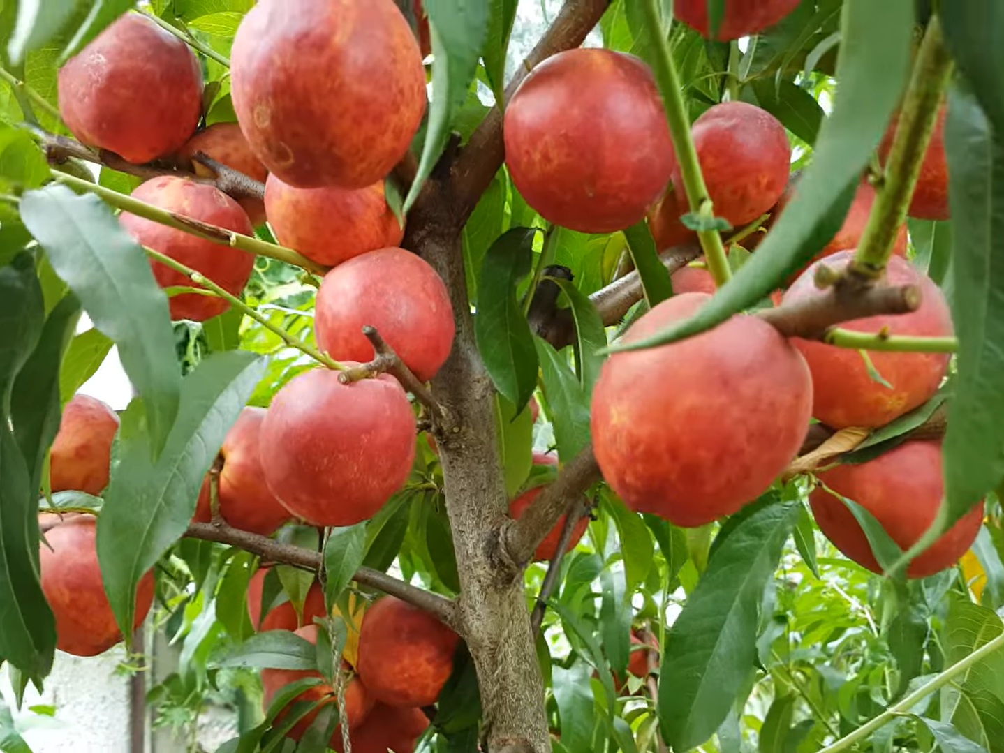 Купити Нектарин "Хард Блейз"