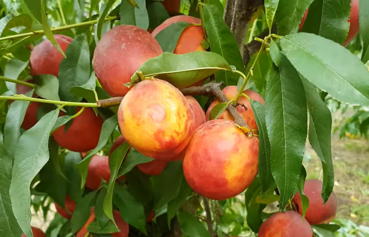 Купить Нектарин "Хард Блейз"