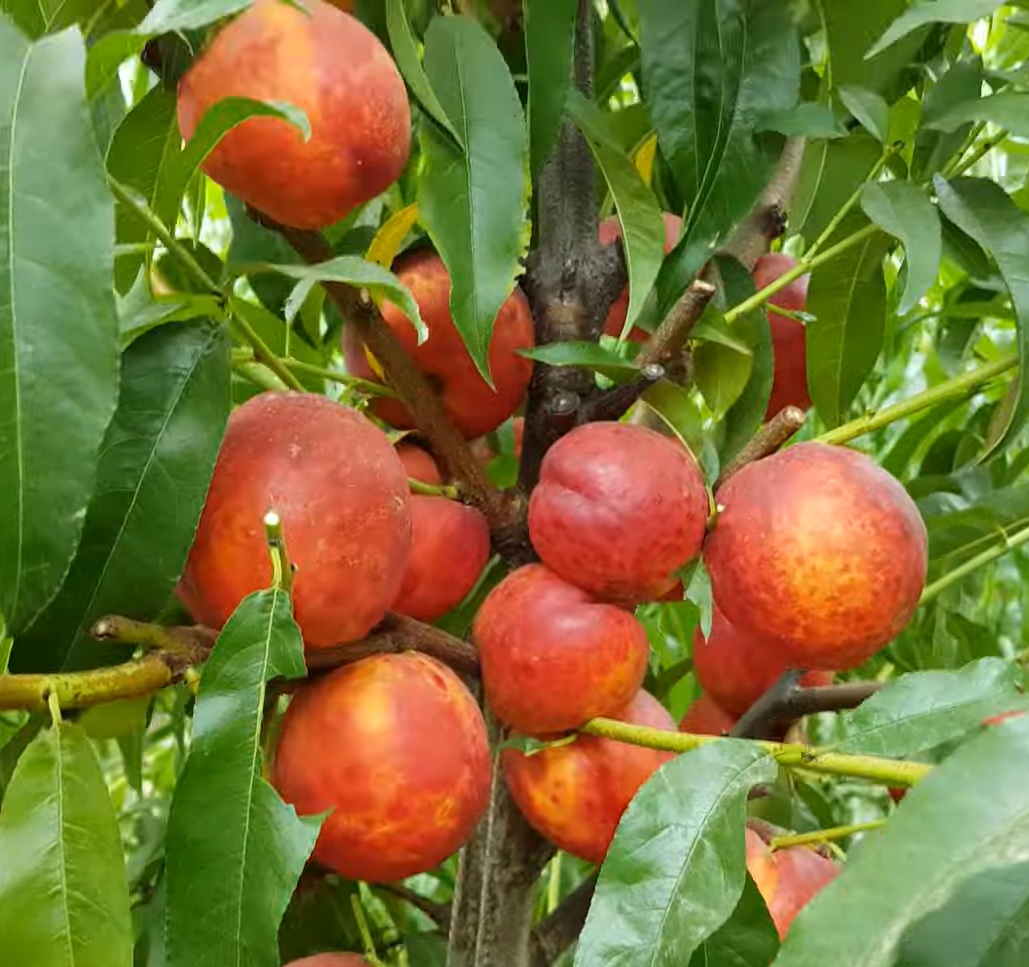 Купити Нектарин "Хард Блейз"