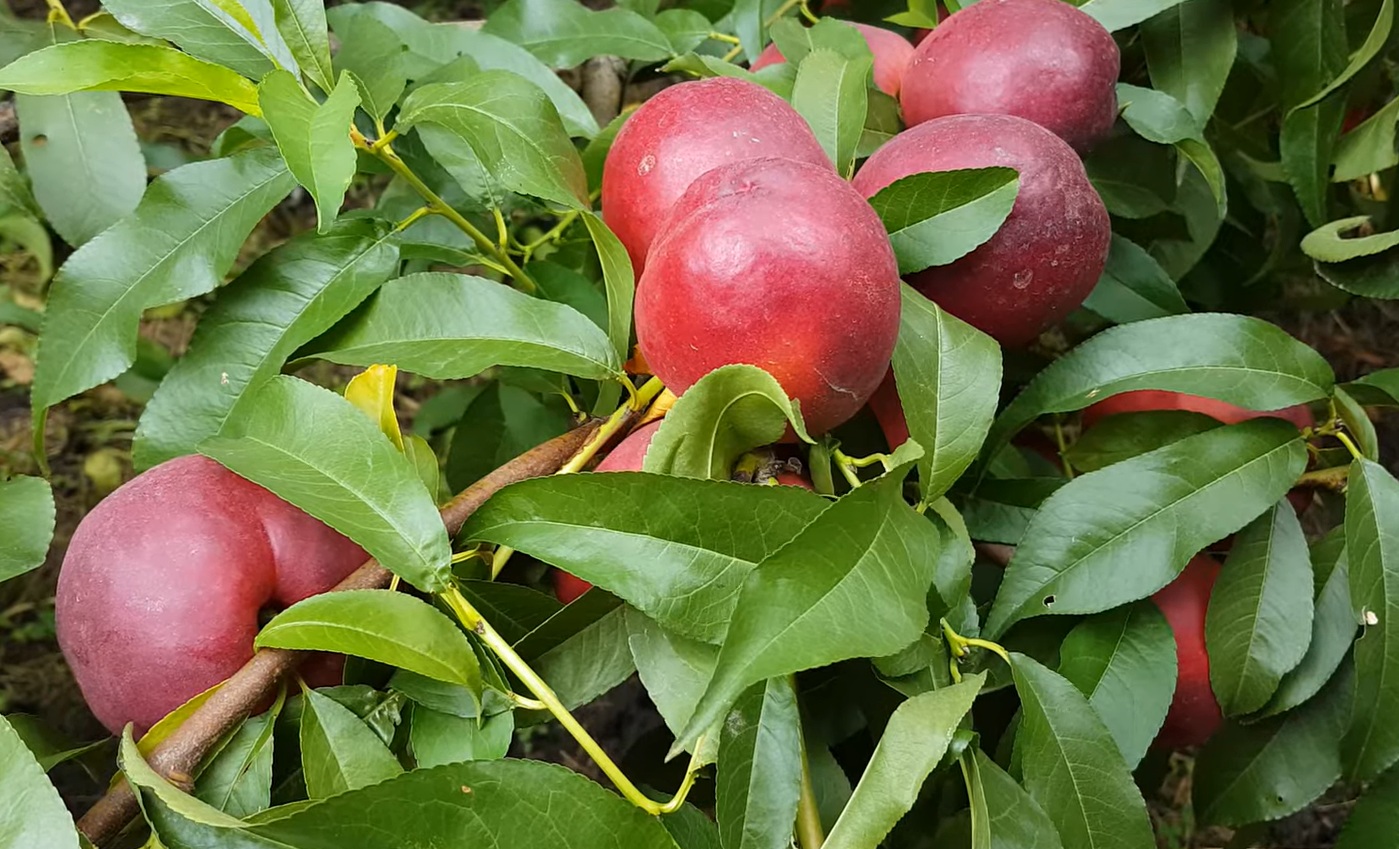 Купити Нектарин "Хард Блейз"