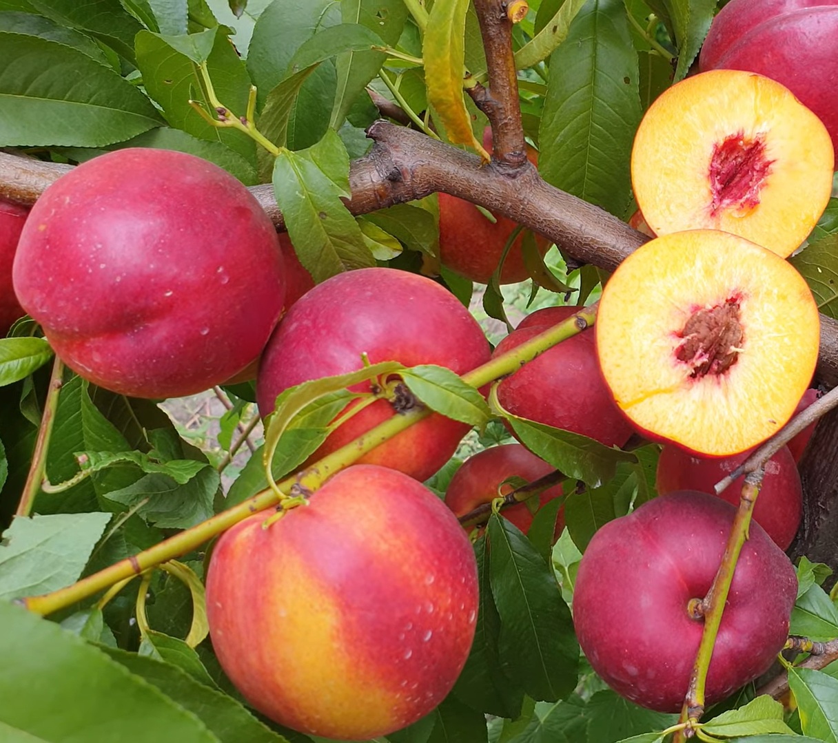 Купити Нектарин "Харко"