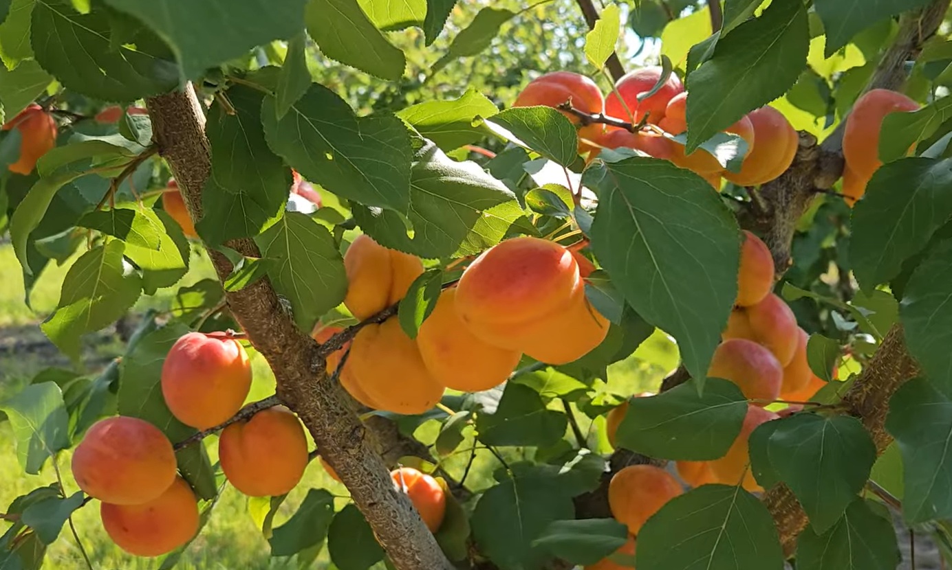 Купить Абрикос "Харогем"