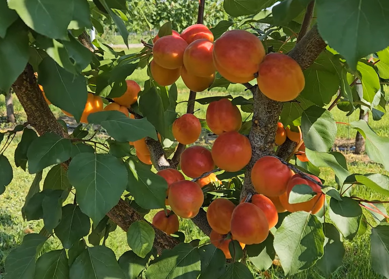 Купити Абрикос "Харогем"