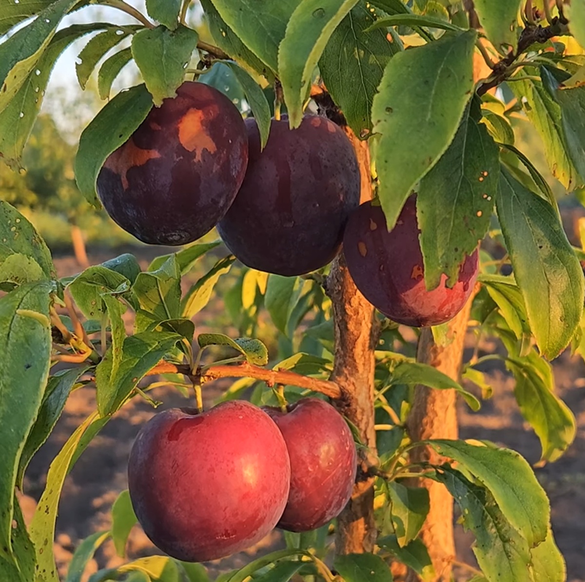 Купити Гібрид сливи "Хіромі Ред"