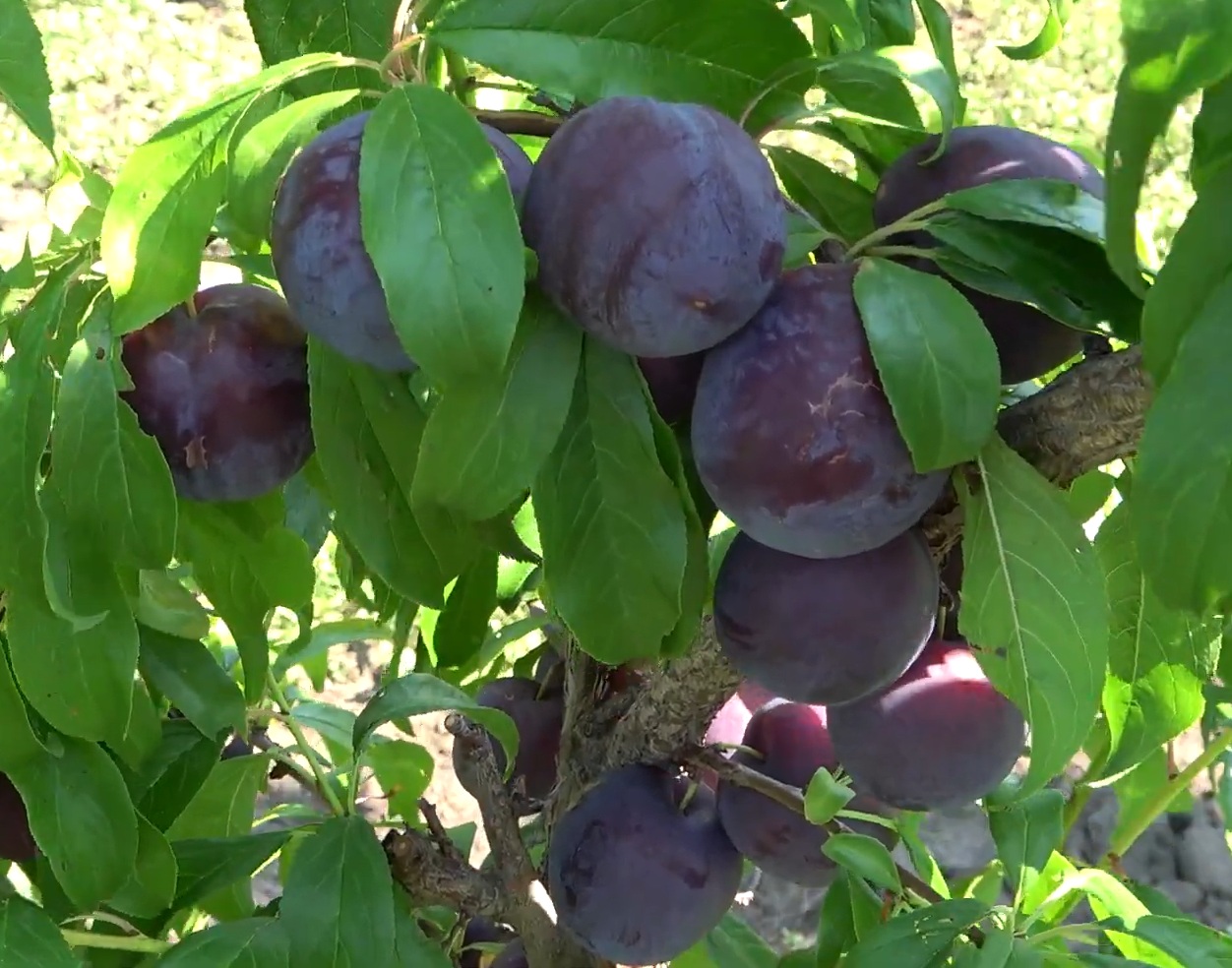 Купити Гібрид сливи "Хіромі Ред"