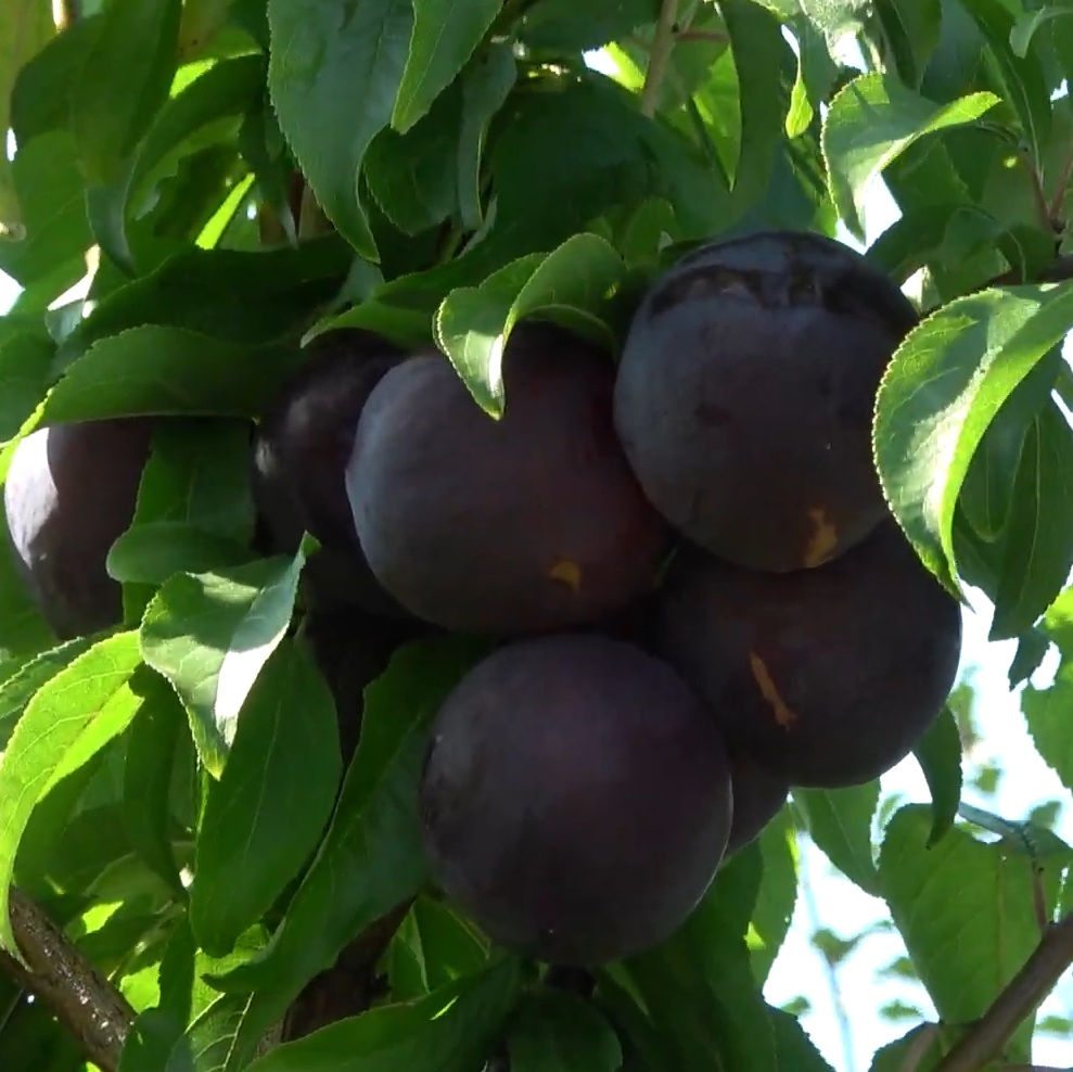 Купити Гібрид сливи "Хіромі Ред"