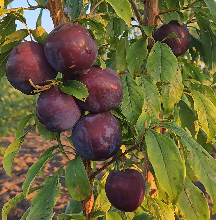 Купить Гибрид сливы "Хироми Ред"