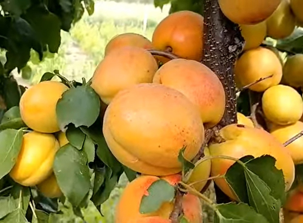 Купити Абрикос "Цегледі Бібер"