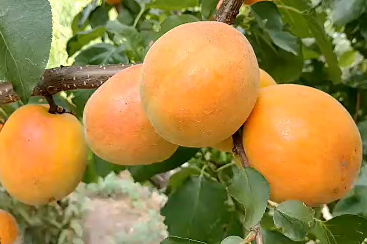 Купити Абрикос "Цегледі Бібер"