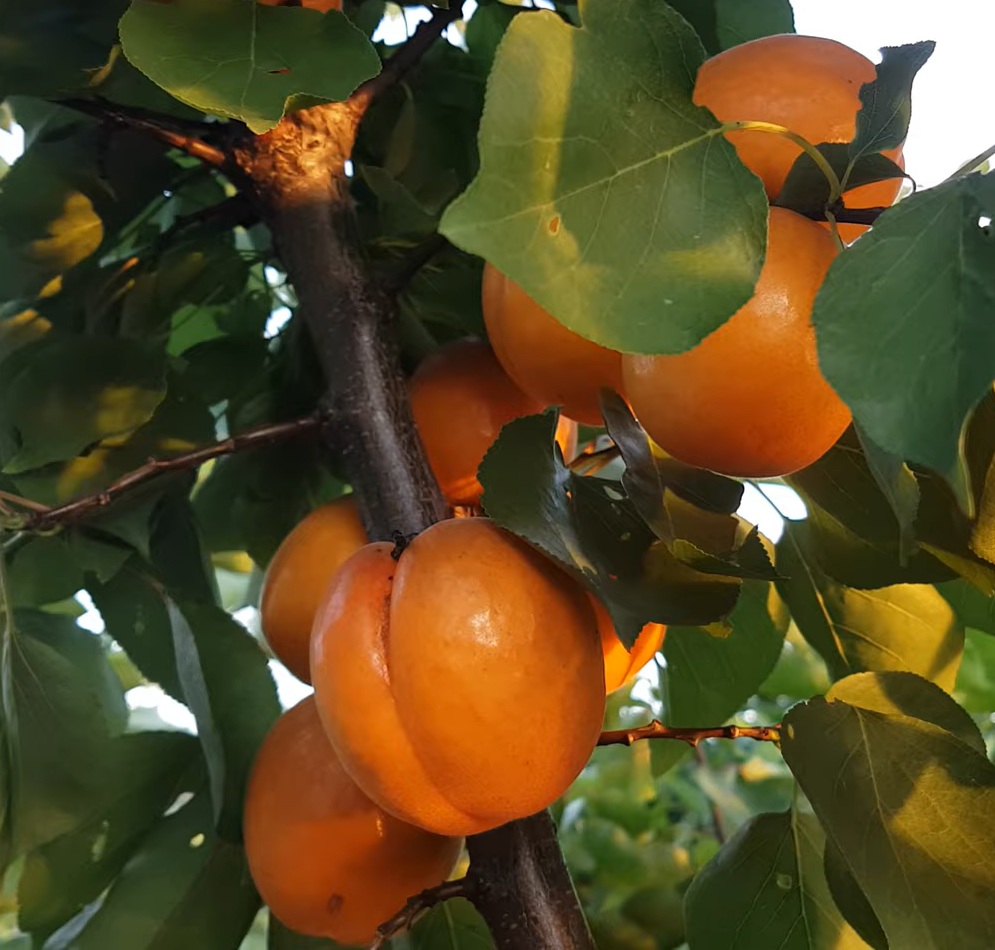 Купити Абрикос "Цунамі"