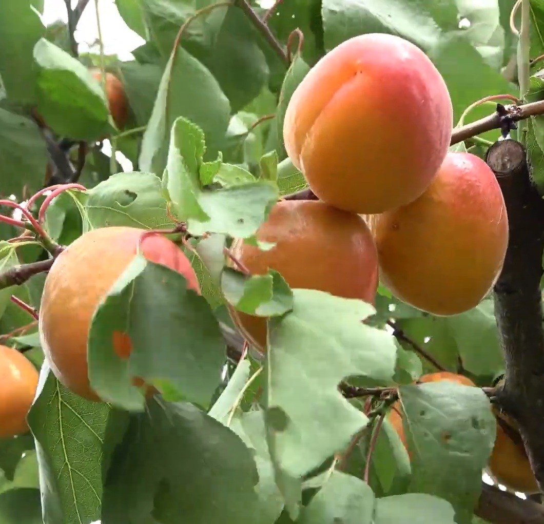 Купити Абрикос "Цунамі"